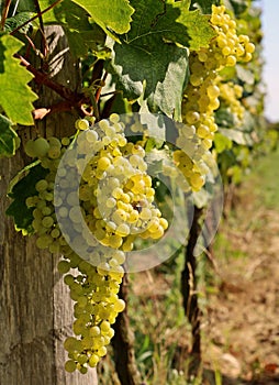 Prosecco grapes hanging on vine just before the harvest.