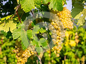 Prosecco grapes just before harvest
