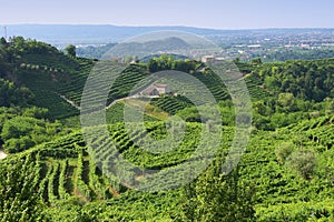 Prosecco hills photo