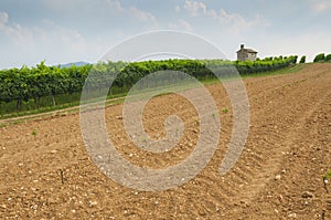 Prosecco hills, view of some new vineyards cultivation from Valdobbiadene, Italy