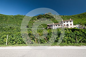 Prosecco Hills, vineyards and tree. Unesco Site. Valdobbiadene, Veneto, Italy.