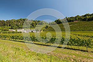 Prosecco Hills, vineyards and tree. Unesco Site. Valdobbiadene, Veneto, Italy.