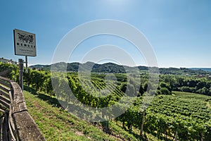 Prosecco Hills, vineyards and tree. Unesco Site. Valdobbiadene, Veneto, Italy.