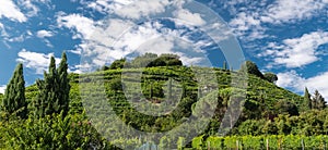 Prosecco Hills, vineyards and tree. Unesco Site. Valdobbiadene, Veneto, Italy.