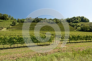 Prosecco Hills, vineyards and tree. Unesco Site. Valdobbiadene, Veneto, Italy.