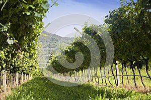 Prosecco Vineyard with green and yellow sunny leaves in Valdobiaddene, Italy.