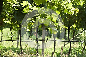 Prosecco Vineyard with green and yellow sunny leaves in Valdobiaddene, Italy.