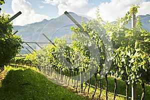 Prosecco Vineyard with green and yellow sunny leaves in Valdobiaddene, Italy.