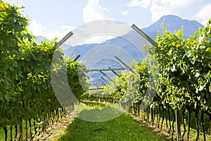 Prosecco Vineyard with green and yellow sunny leaves in Valdobiaddene, Italy.