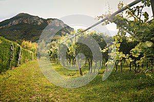 Prosecco vineyard with green and yellow sunny leaves in Valdobiaddene, Italy. Shot against the sun.