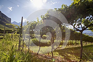 Prosecco vineyard with green and yellow sunny leaves in Valdobiaddene, Italy. Shot against the sun.