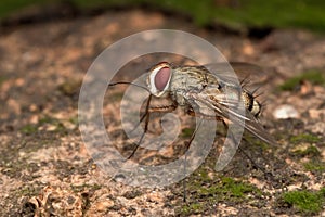 Prosena siberita fly Fly