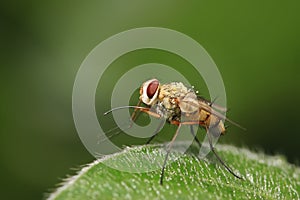 Prosena siberita on plant