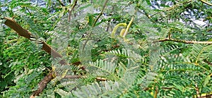 Prosopis alba shurb species branches fruits leaves