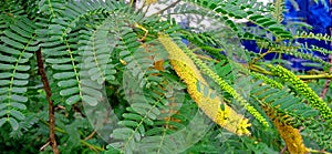 Prosopis alba tree and flowers