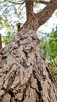 Prosopis Cineraria (Khejari) tree trunk, close up view