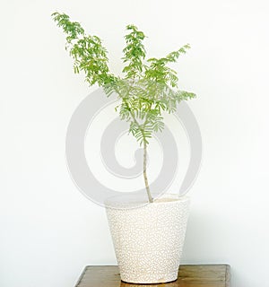 Prosopis cineraria tree in a pot