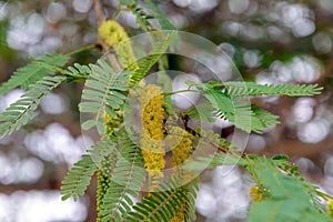 Prosopis juliflora tree flowering with leaves