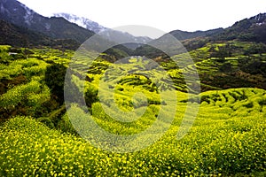 The Prospect of Jiangxi Wuyuan golden Field