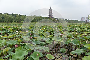 The prospect of the lotus pond-Nanchang Elephant Lake Wanshou pagoda
