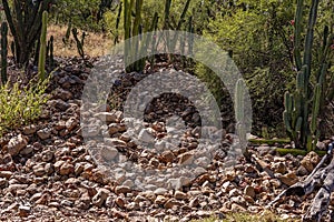 Prospecting Sites Amongst Cacti photo