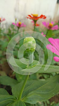 Prospective or budding Zinnia Peruviana flowers before they become complete flowers