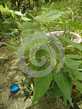 Prospective cherry plants around the house