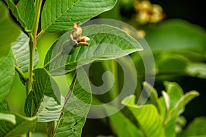 Prospective fruit of guava plant hanging on small wooden twigs, brown, stiff green leaves