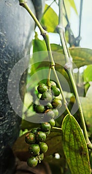 prospective fruit that is still in the form of seeds on a plant