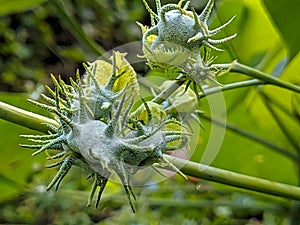 Prospective prickly flowers in tropical forest plants