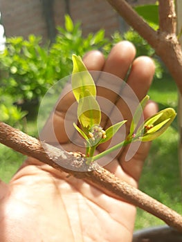 prospective water guava flowers by hand