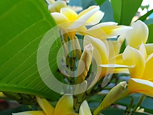 Prospective yellow flowers that will grow