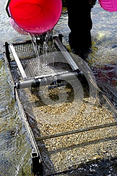 Prospector panning for gold in river