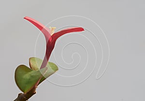 Prosperity flower against a grey background