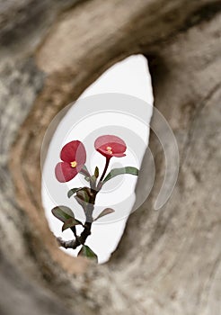 Prosperity flowers viewed through a hollow tree trunk