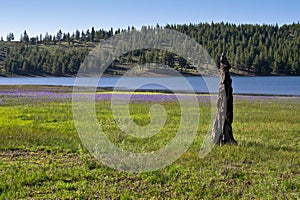 Prosser Creek Reservoir, purple wildflowers