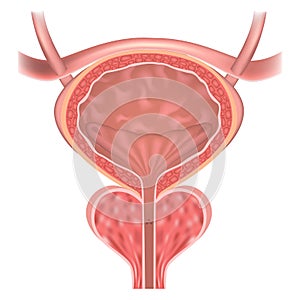 Prostate and bladder.