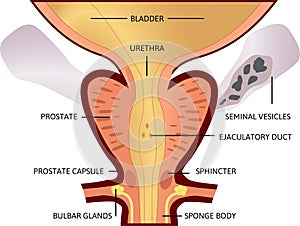 Prostate, an exocrine gland of the male reproductive system. Within it sits the urethra coming from the bladder which is called