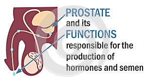 The prostate and its functions. Infographics. Anatomy of the prostate.