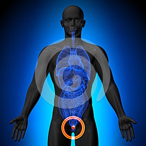 Prostate - Male anatomy of human organs - x-ray view