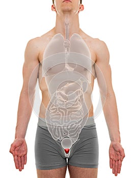 Prostate Male - Internal Organs Anatomy - 3D illustration photo