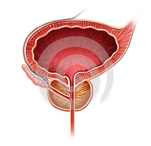 Prostate Organ