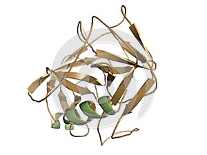 Prostate-specific antigen (PSA)