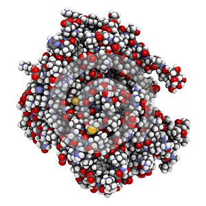 Prostatic acid phosphatase (PAP) protein. Biomarker of prostate cancer photo