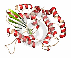 Prostatic acid phosphatase (PAP) protein. Biomarker of prostate cancer photo