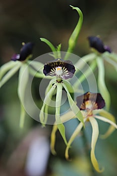 Prosthechea cochleata, the clamshell orchid or cockleshell orchid