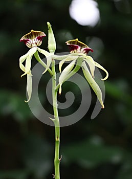 Prosthechea cochleata  commonly referred to as the clamshell orchid