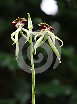 Prosthechea cochleata  commonly referred to as the clamshell orchid photo