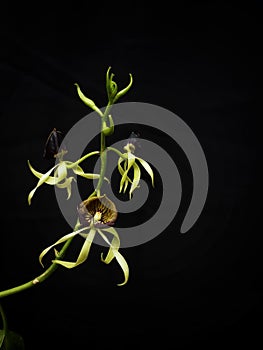 Prosthechea cochleata, the national flower of Belize, where it is known as the black orchid