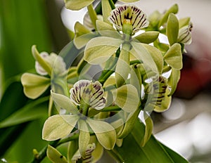 Prosthechea radiata flowers (Syn Encyclia radiata).